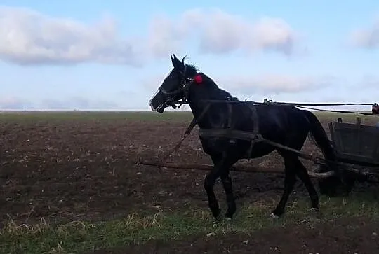 Klacz Wielkopolska