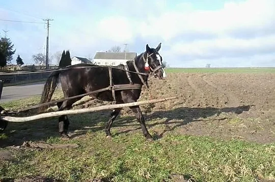 Klacz Wielkopolska