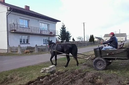 Klacz Wielkopolska