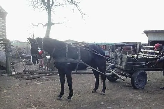 Klacz Wielkopolska