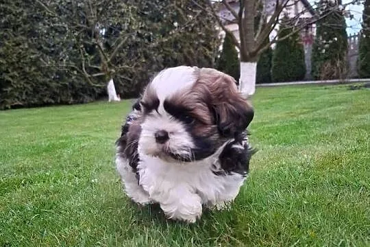 Szczeniak Shih Tzu- Piesek