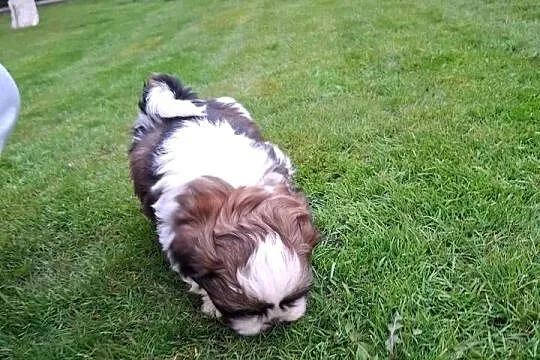 Szczeniak Shih Tzu- Piesek, Wielkopolskie, Baszyny