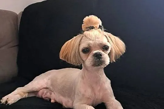 Szczeniak Shih Tzu- Piesek, Wielkopolskie, Baszyny