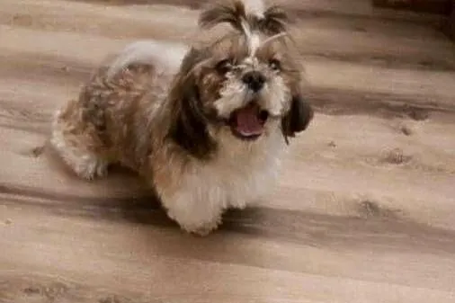 Szczeniak Shih Tzu- Piesek, Wielkopolskie, Baszyny