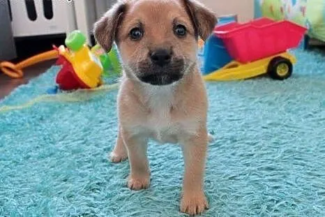 Milka do adopcji,  śląskie Częstochowa
