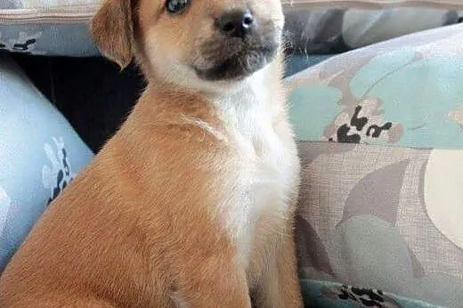 Milka do adopcji,  śląskie Częstochowa