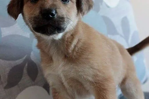 Milka do adopcji,  śląskie Częstochowa