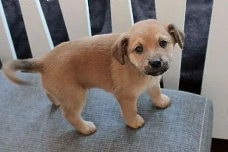Milka do adopcji,  śląskie Częstochowa