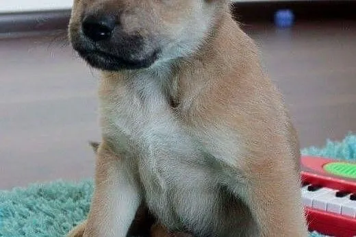 Milka do adopcji,  śląskie Częstochowa