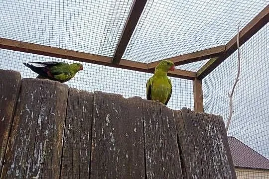 Zamienię