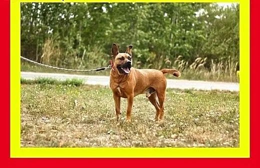 Energiczny,ruchliwy,przyjazny w stosunku do ludzi,