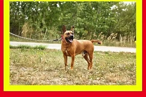 Energiczny,ruchliwy,przyjazny w stosunku do ludzi,