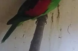 Papuga czerwonoskrzydła samiec 15r, Wodzisław Śląski