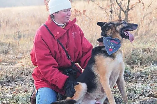 Wulkan-energiczny pies w typie owczarka!, Częstochowa