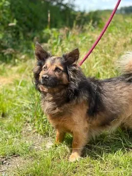 Budyń - nieduży, domowy psiak szuka domu!  Budyń to nieduży, spokojny, starszy psiak, który doskonal, , Warszawa