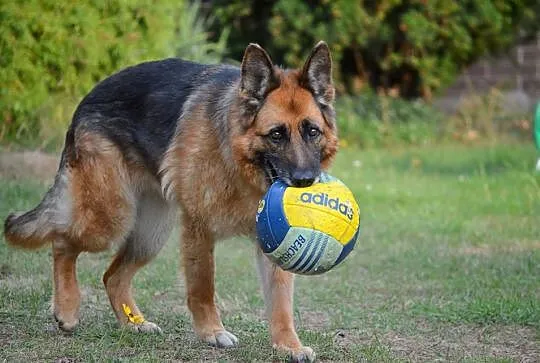 Grzeczna, wesoła suczka OWCZAREK NIEMIECKI adopcja