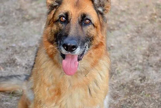 Grzeczna, wesoła suczka OWCZAREK NIEMIECKI adopcja