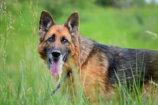 Grzeczna, wesoła suczka OWCZAREK NIEMIECKI adopcja