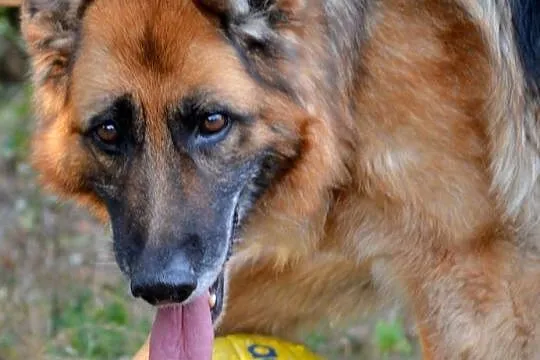 Grzeczna, wesoła suczka OWCZAREK NIEMIECKI adopcja
