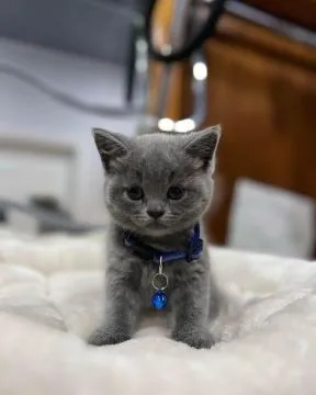 Kocięta brytyjskie krótkowłose do adopcji:{{juliapietrzak54@gmail.com}], , Lody