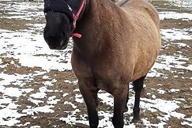 Konik polski do dzierżawy, , Jelcz-Laskowice