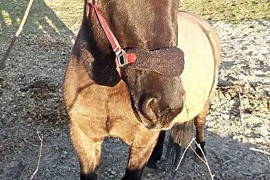 Konik polski do dzierżawy, , Jelcz-Laskowice