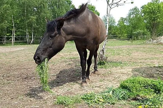 Konik polski do dzierżawy, , Jelcz-Laskowice