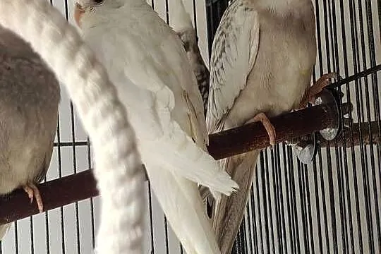Nimfy okazja, Kujawsko-pomorskie, Grudziądz