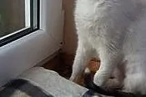 KOT: Łatka szuka domu, Łódzkie, Piotrków Trybunalski