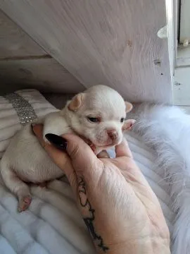 Cudny biszkoptowy piesek rasy Chihuahua o imieniu Dior., , Nowa Ruda
