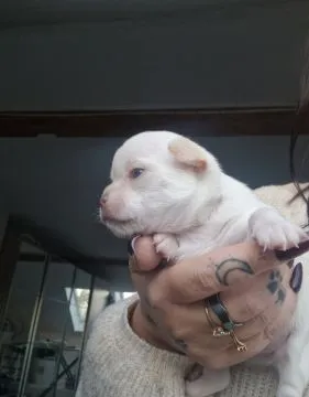 Cudny biszkoptowy piesek rasy Chihuahua o imieniu Dior., , Nowa Ruda