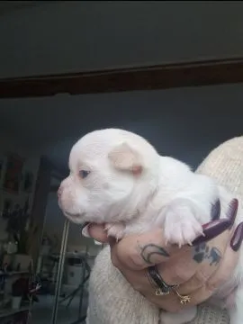 Cudny biszkoptowy piesek rasy Chihuahua o imieniu Dior., , Nowa Ruda