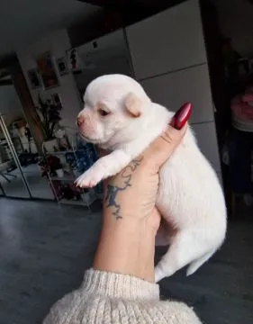 Cudny biszkoptowy piesek rasy Chihuahua o imieniu Dior., , Nowa Ruda
