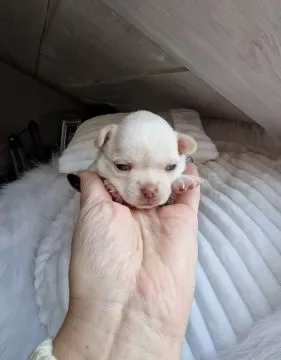 Cudny biszkoptowy piesek rasy Chihuahua o imieniu Dior., , Nowa Ruda