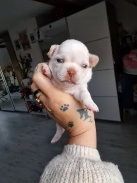 Cudny biszkoptowy piesek rasy Chihuahua o imieniu Dior., , Nowa Ruda