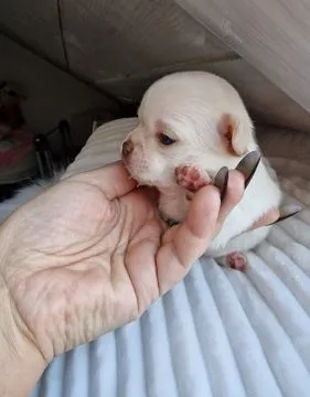 Cudny biszkoptowy piesek rasy Chihuahua o imieniu Dior., , Nowa Ruda
