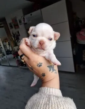 Cudny biszkoptowy piesek rasy Chihuahua o imieniu Dior., , Nowa Ruda