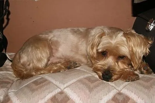 Żuczek - „złote” cudo do adopcji,  mazowieckie Warszawa