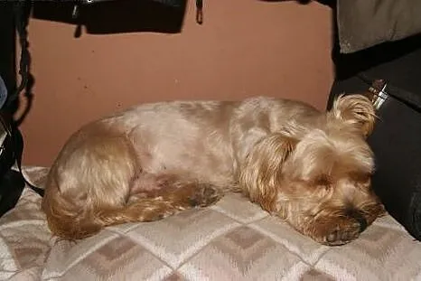 Żuczek - „złote” cudo do adopc