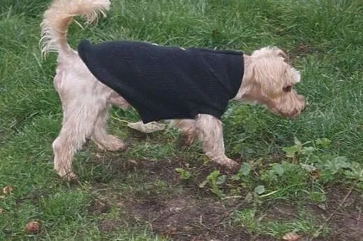 Żuczek - „złote” cudo do adopc