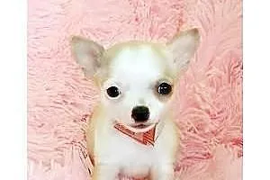 Mała zgrabna suczka Chihuahua