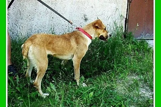 1,5 roku, 15 kg, srednio aktywna,łagodna,przyjacie