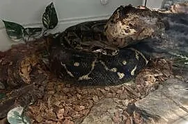 Wąż Boa constrictor imperator z wyposazeniem