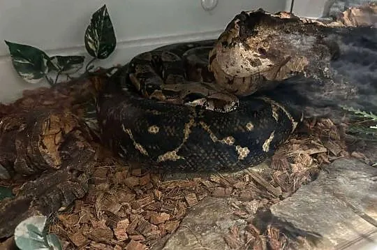 Wąż Boa constrictor imperator z wyposazeniem