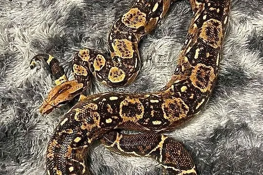 Wąż Boa constrictor imperator z wyposazeniem, Warmińsko-mazurskie, Olsztyn