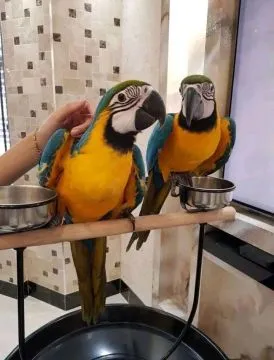 Dwie oswojone i inteligentne papugi ara, samiec i samica, do adopcji., , Lublin