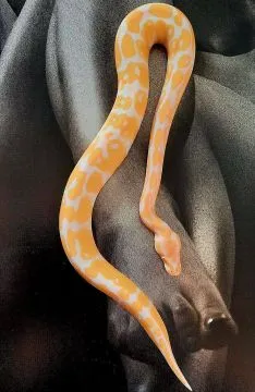 Pyton królewski albino python regius  samce i samice, , Rzeszów