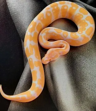 Pyton królewski albino python regius  samce i samice, , Rzeszów