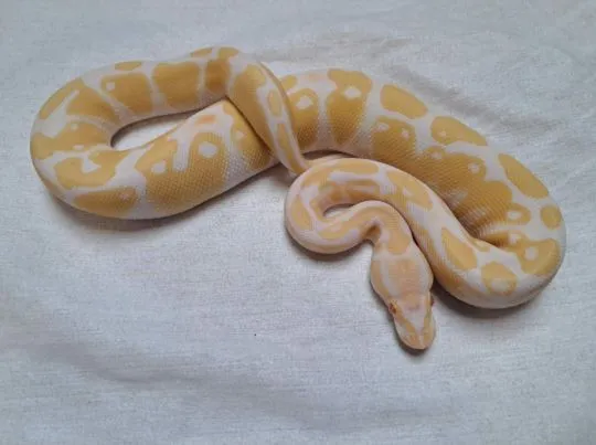 Pyton królewski albino python regius  samce i samice