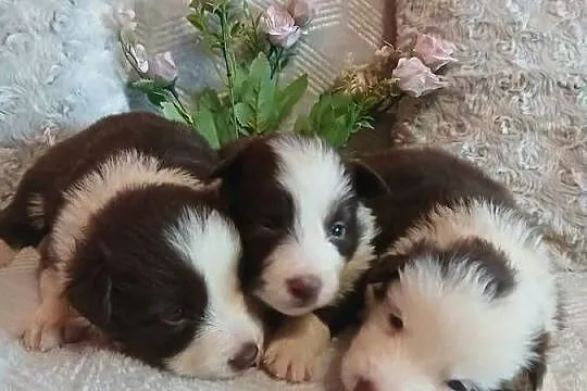 Border collie czekoladowo białe, Kujawsko-pomorskie, Toruń